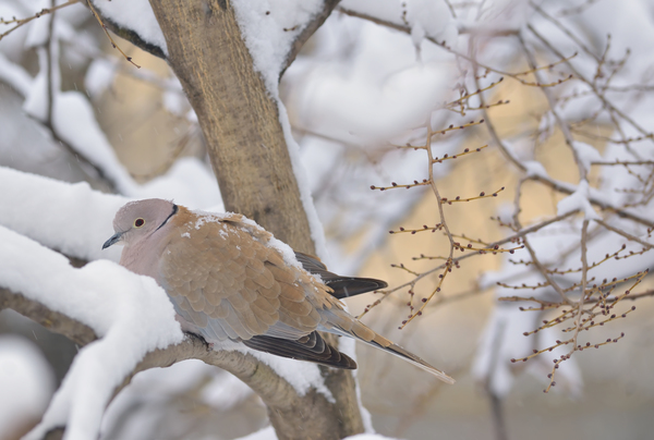 Eurasian-collared Dove