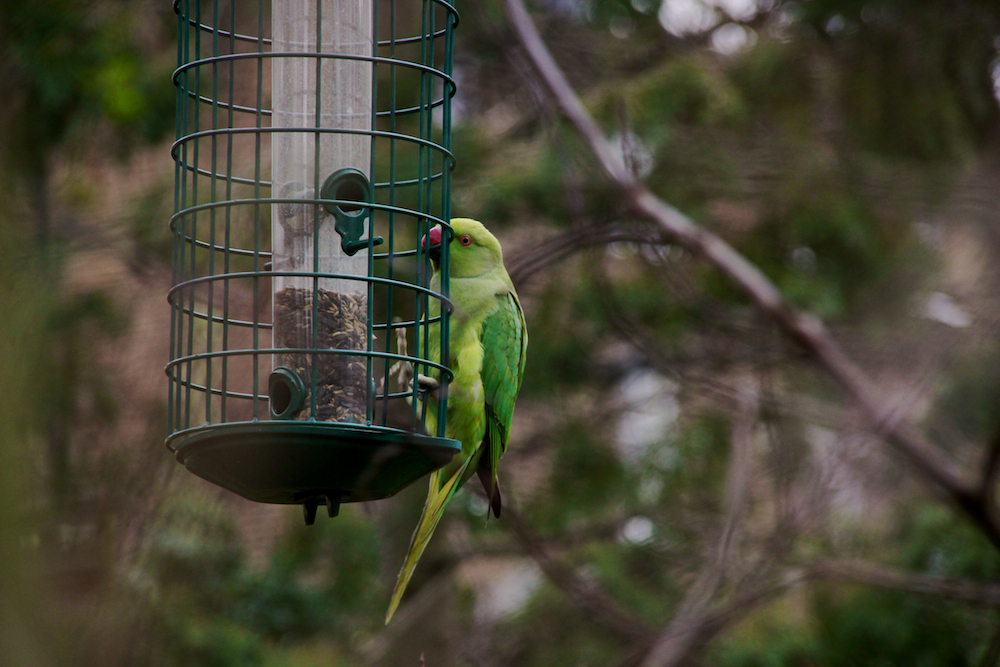 Feral Parrots