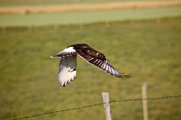 Ferruginous Hawk