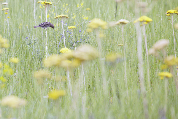 Field Sparrow