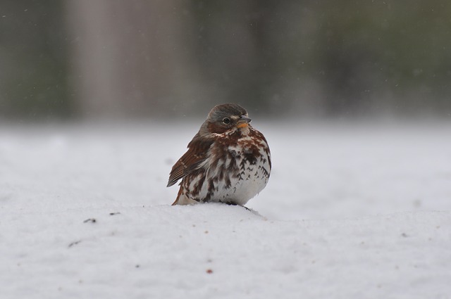 Fox Sparrow