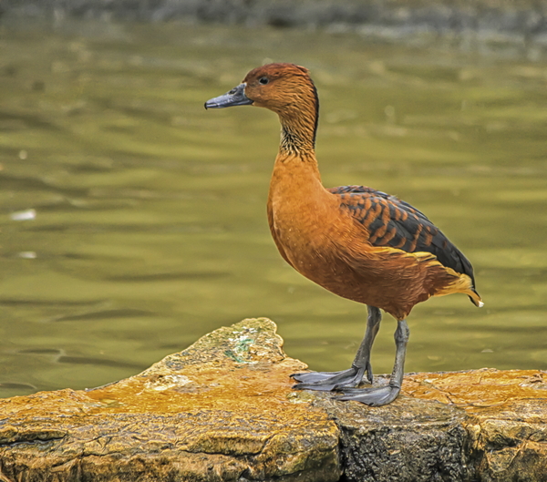 fulvous whistling duck