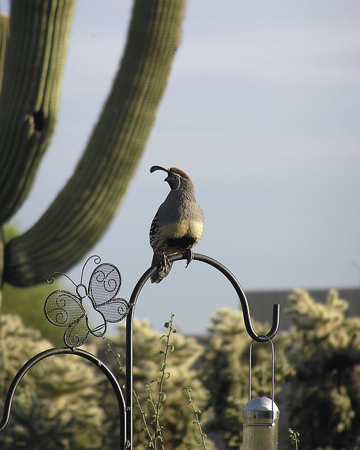 Gambel’s Quail