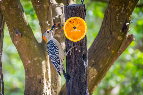 Golden-Fronted Woodpecker