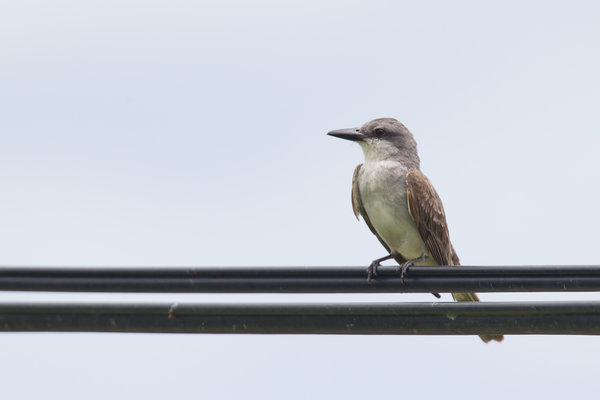 Gray Kingbird