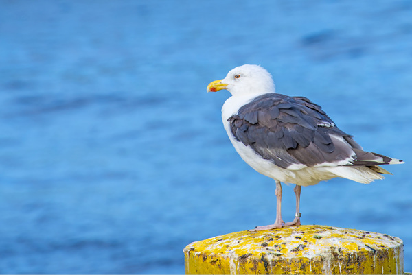 Great Black-backed Gull