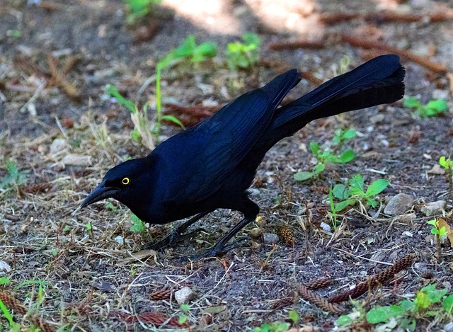 Great-tailed Grackle