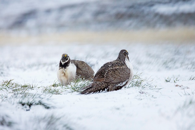 Greater Sage-Grouse