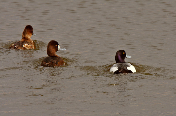 Male Greater Scaup