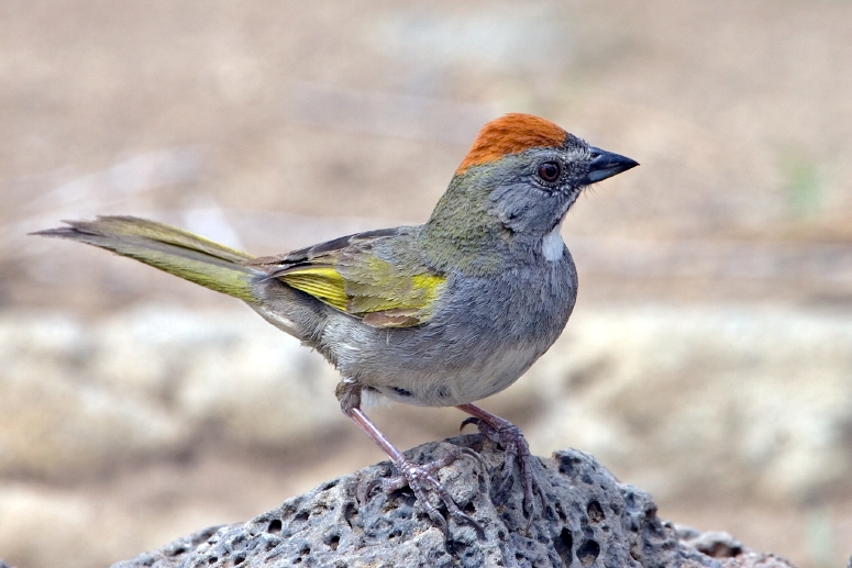 Green-Tailed Towhee