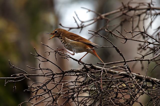 Canadian Thrush