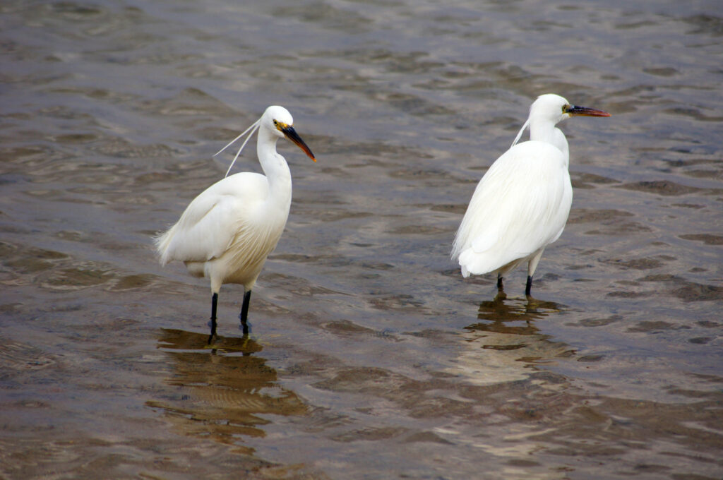 Herons