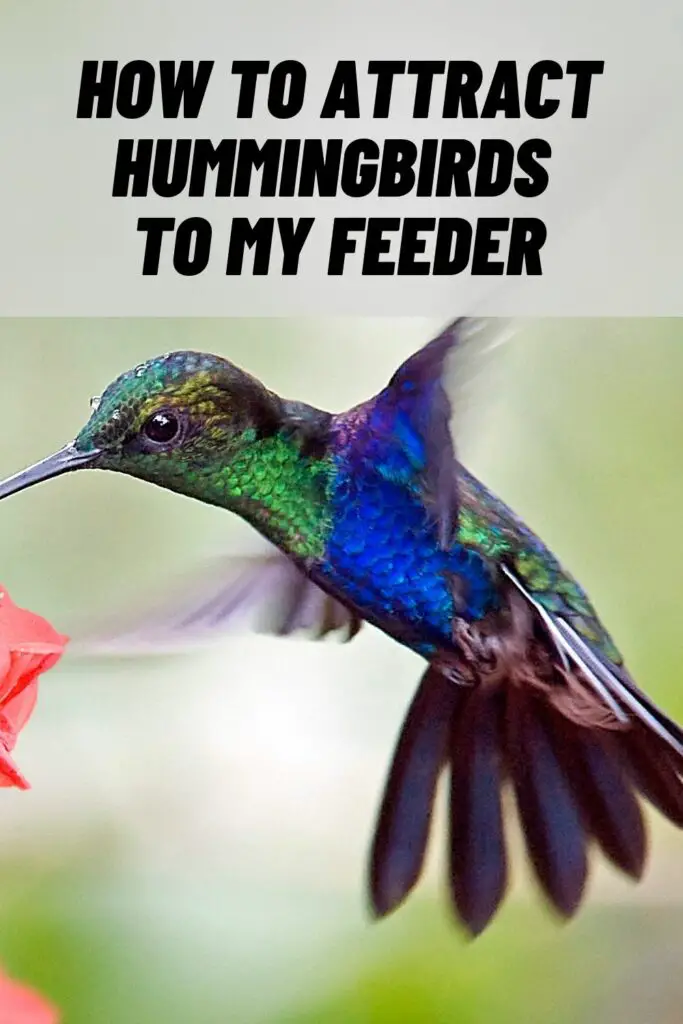 How to Attract Hummingbirds to My Feeder
