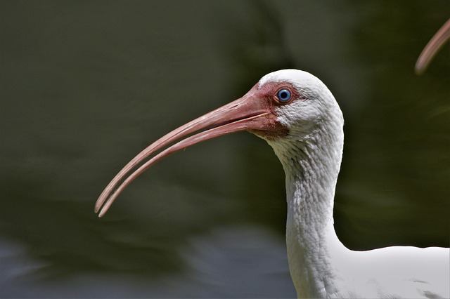 White Ibises