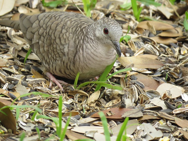 Inca dove