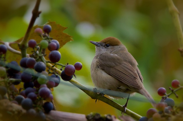 Is It Safe For Birds To Eat Grapes