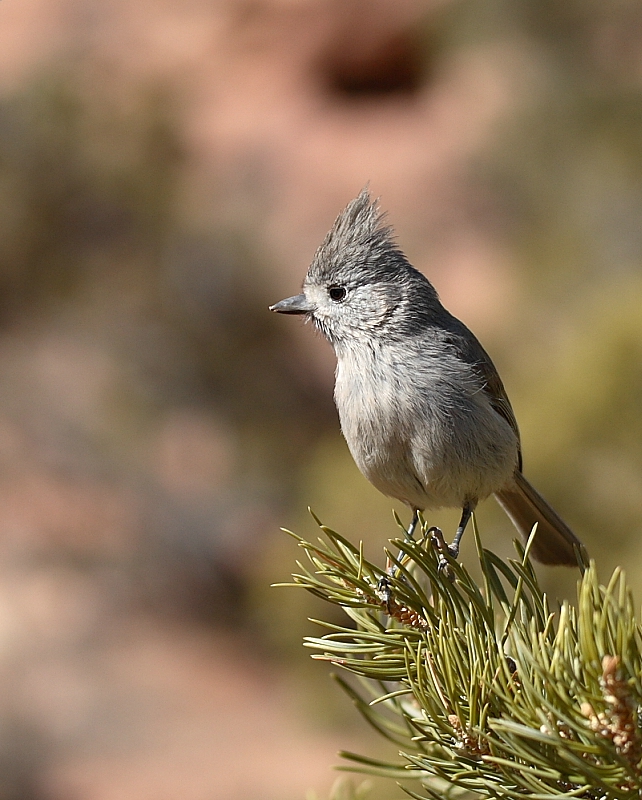 29 Most Common Birds in Utah (with Pictures)