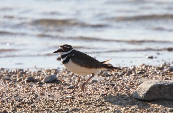 Killdeer