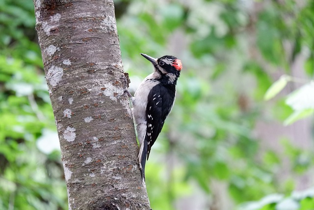 Ladder-Backed Woodpecker