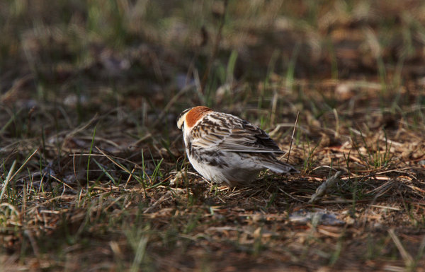 Lapland Longspur