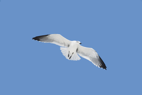 Laughing Gull