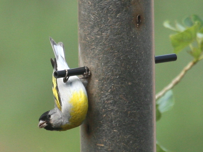 Lawrence’s Goldfinch