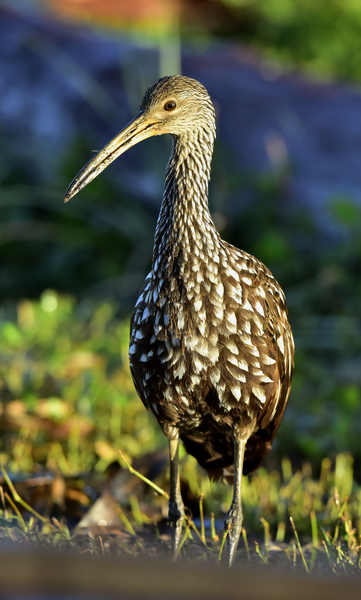 Limpkin