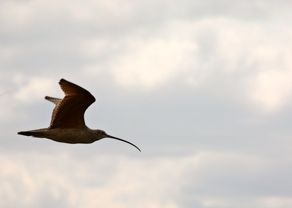 Long-Billed Curlew