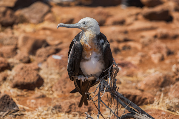 Magnificent Frigatebird