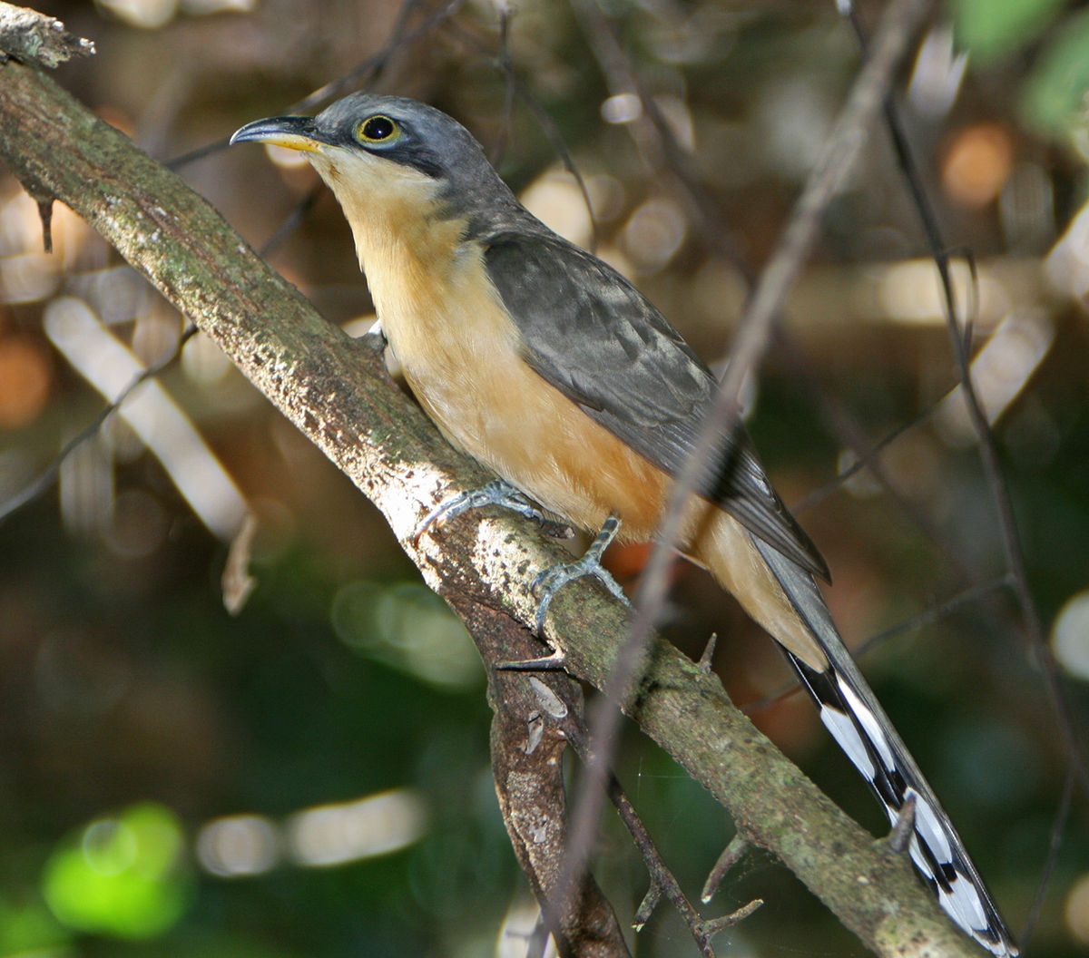 mangrove cuckoo