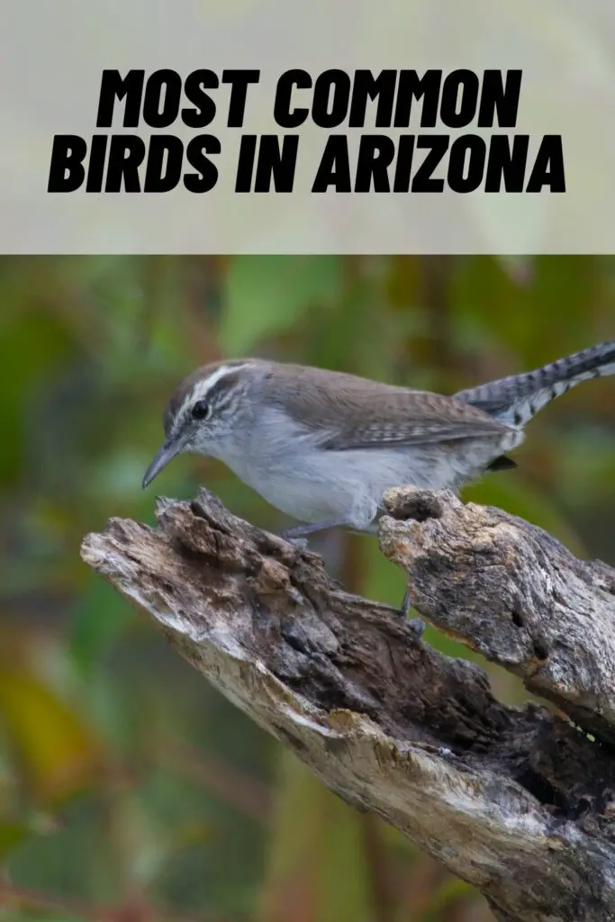 Most Common Birds in Arizona