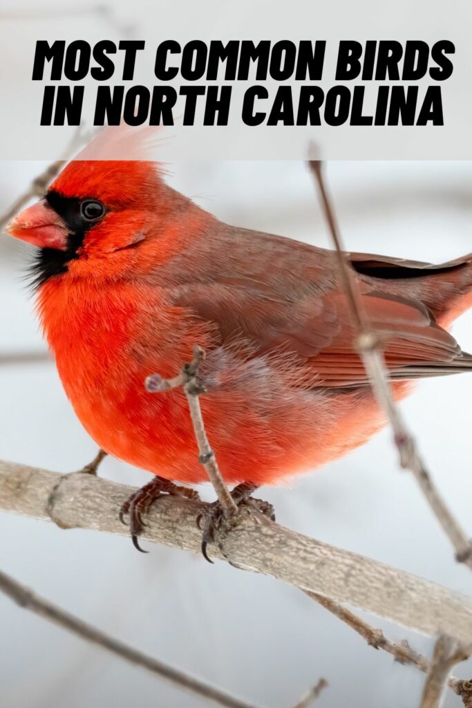 Most Common Birds in NC