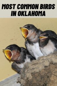 Most Common Birds in Oklahoma