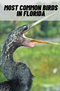 Most Common Birds in florida