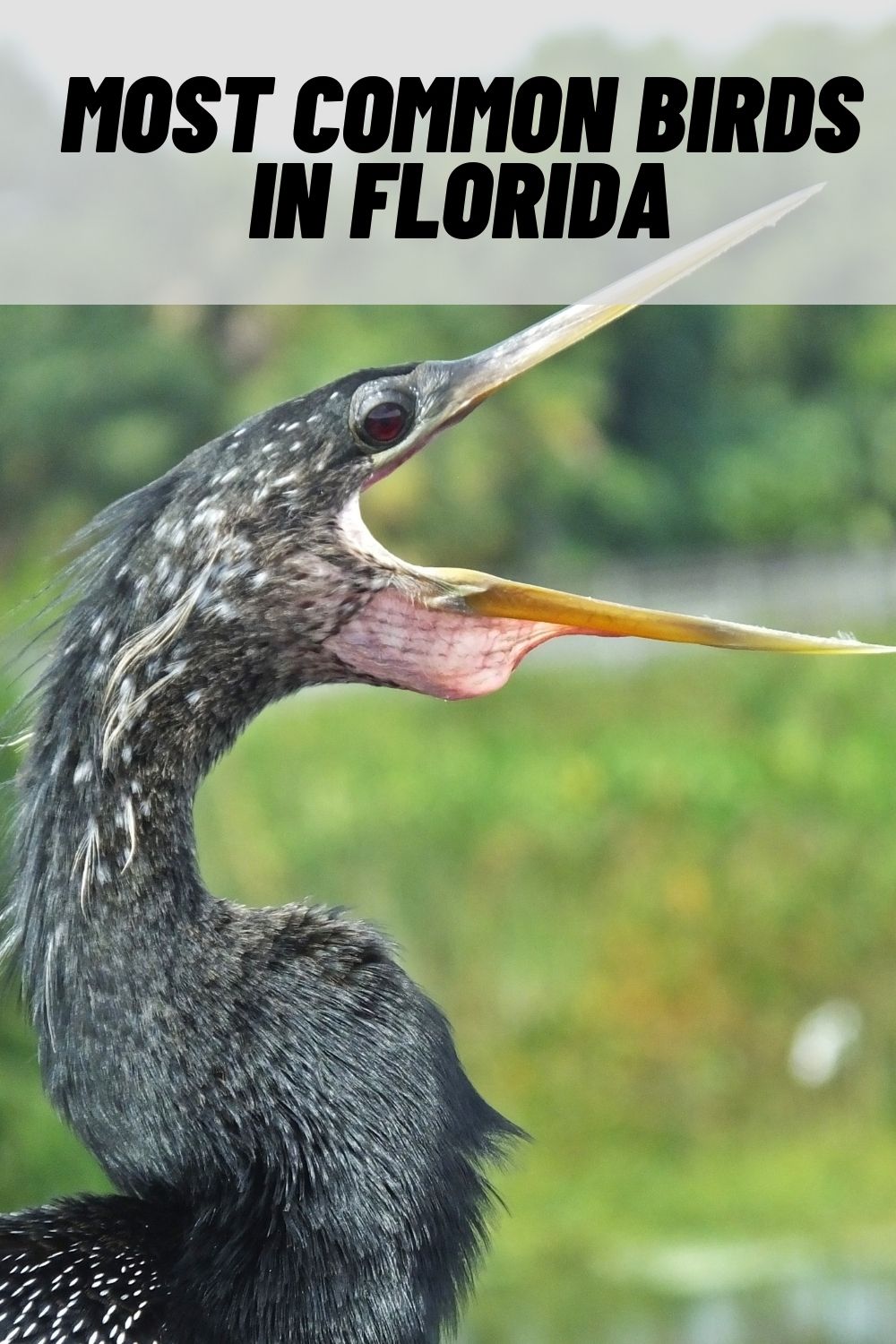 29 Common Birds in Florida (with Pictures) (2023)