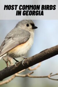 Most Common Birds in georgia