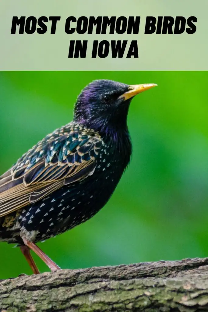 most common birds in iowa