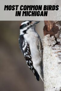 Most Common Birds in michigan