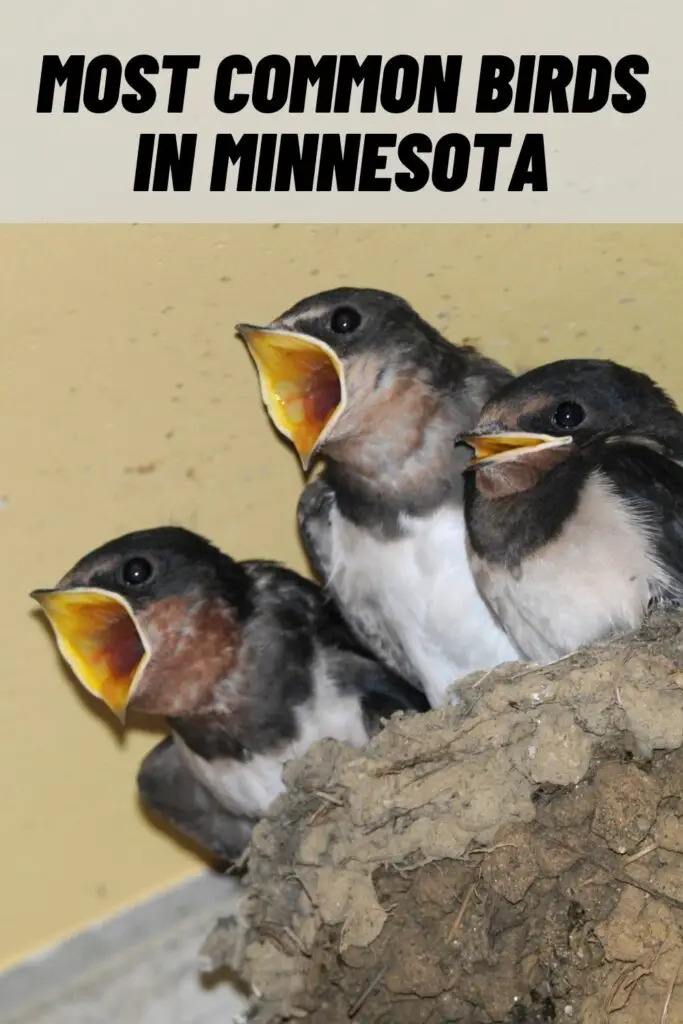 Most Common Birds in minnesota