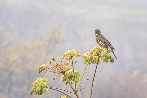 Mountains Chickadee