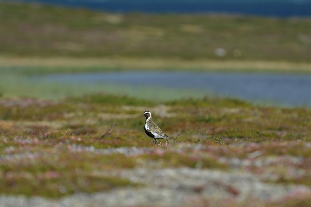 Mountain Plover