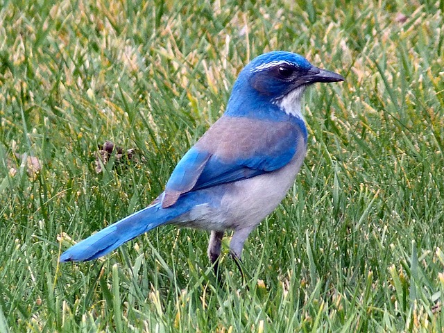 Mountains Bluebird