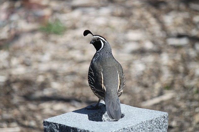 Mountains Quail