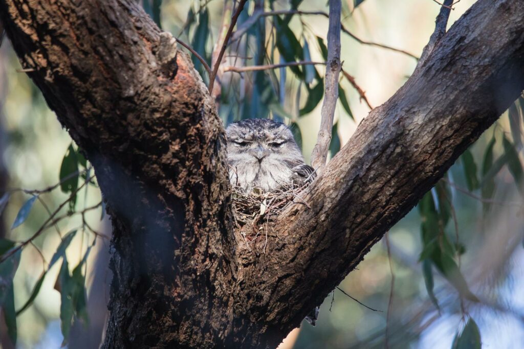 Nightjars