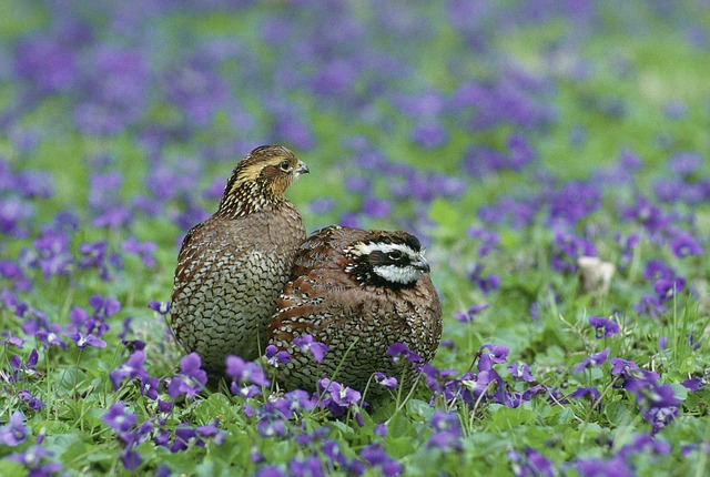 Northern Bobwhite