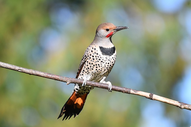 Northern Flicker