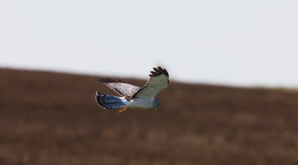 Northern Harrier