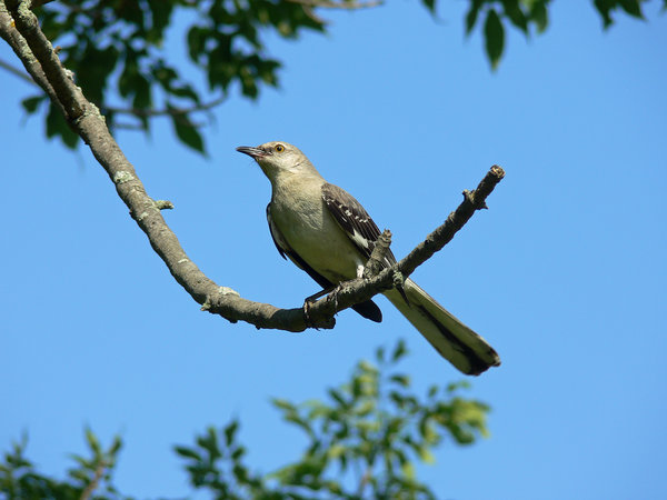 Northern Mockingbird