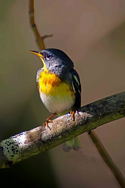 The Northern Parula