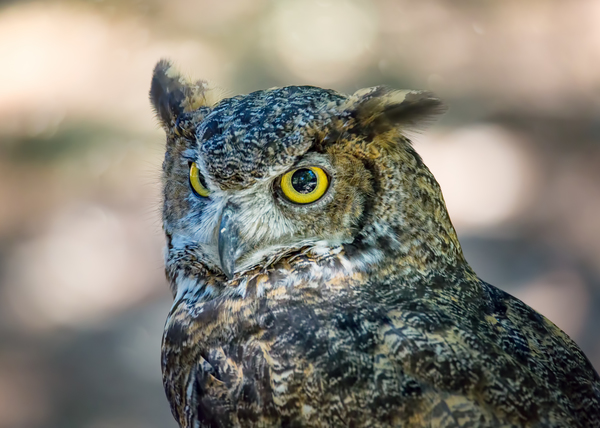 Northern Pygmy Owl